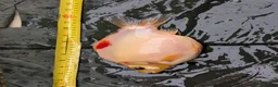 Cyprinids fish for sale: Pond fish for sale - Advert 11