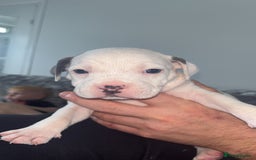 Staffordshire Bull Terrier dogs for sale: Staffordshire bull terriers  - Image 18
