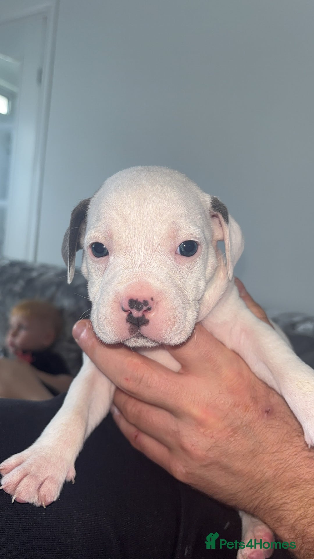 Staffordshire Bull Terrier dogs for sale: Staffordshire bull terriers  - Image 18