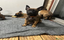 Belgian Shepherd Dog dogs for sale: 9 Belgian malinois puppies 🧬‼️ - Image 8