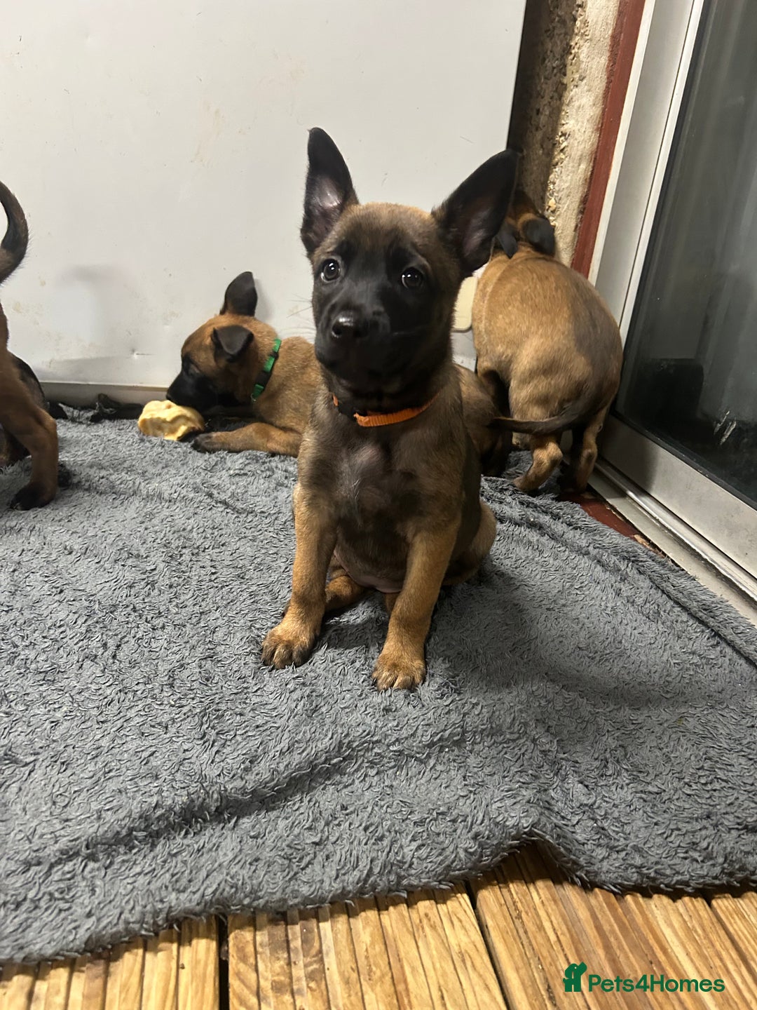 Belgian Shepherd Dog dogs for sale: 9 Belgian malinois puppies 🧬‼️ - Image 8