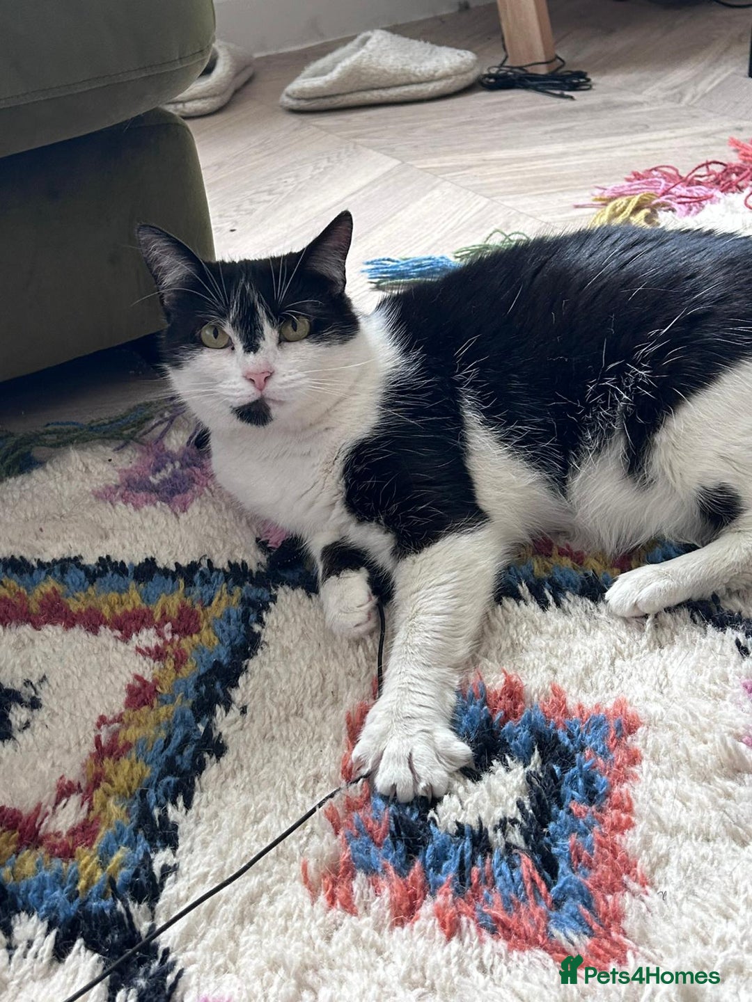 Domestic Shorthair cats for sale: Sister cats to be rehomed together! Friendly girls - Image 6