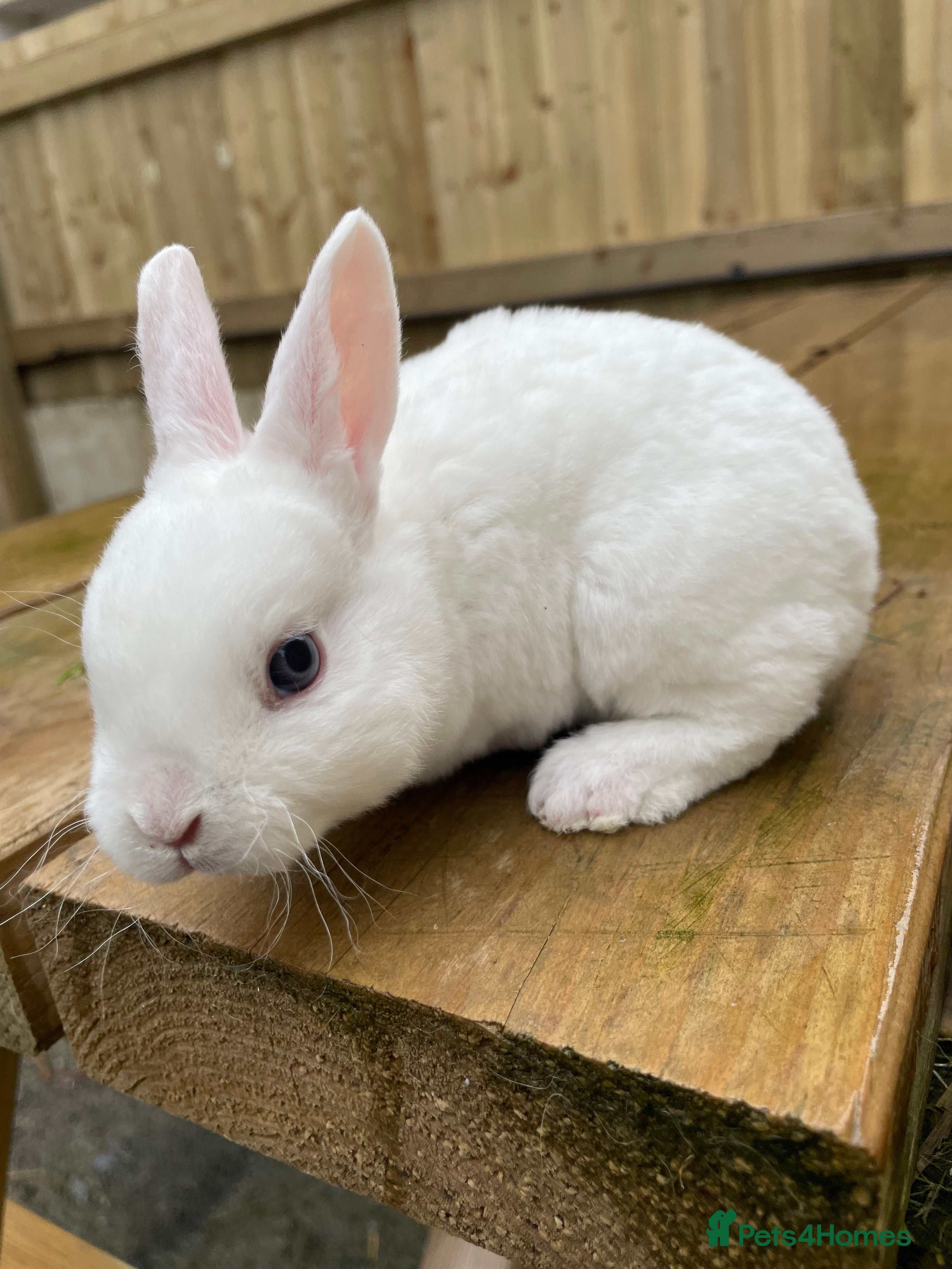 Rex rabbits 💖Pure bred mini Rex litter 💖 - Advert 1