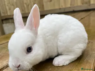 Rex rabbits 💖Pure bred mini Rex litter 💖 - Advert 1