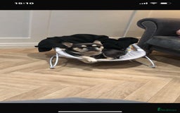 French Bulldog dogs for sale: Beautiful litter of French Bulldogs - Advert 29