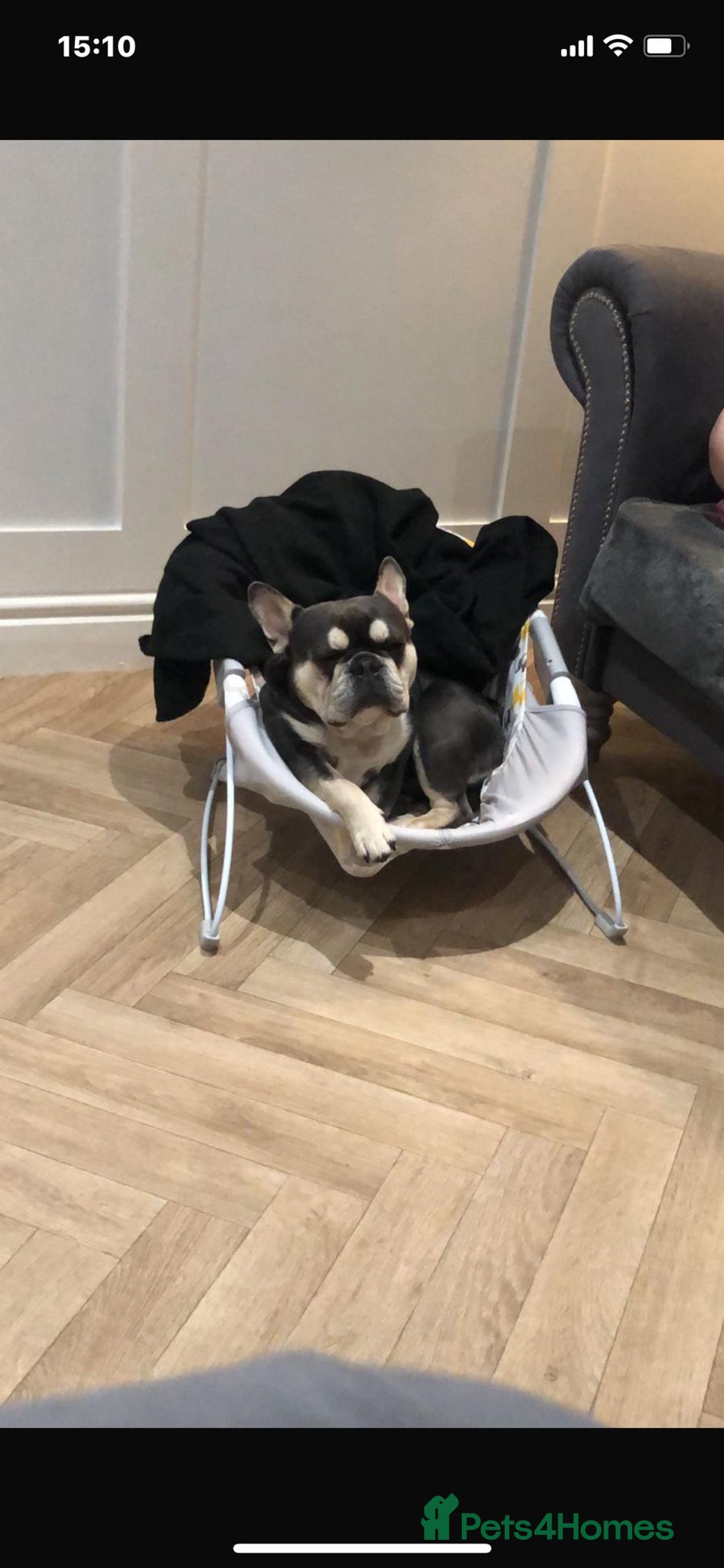 French Bulldog dogs for sale: Beautiful litter of French Bulldogs - Advert 29