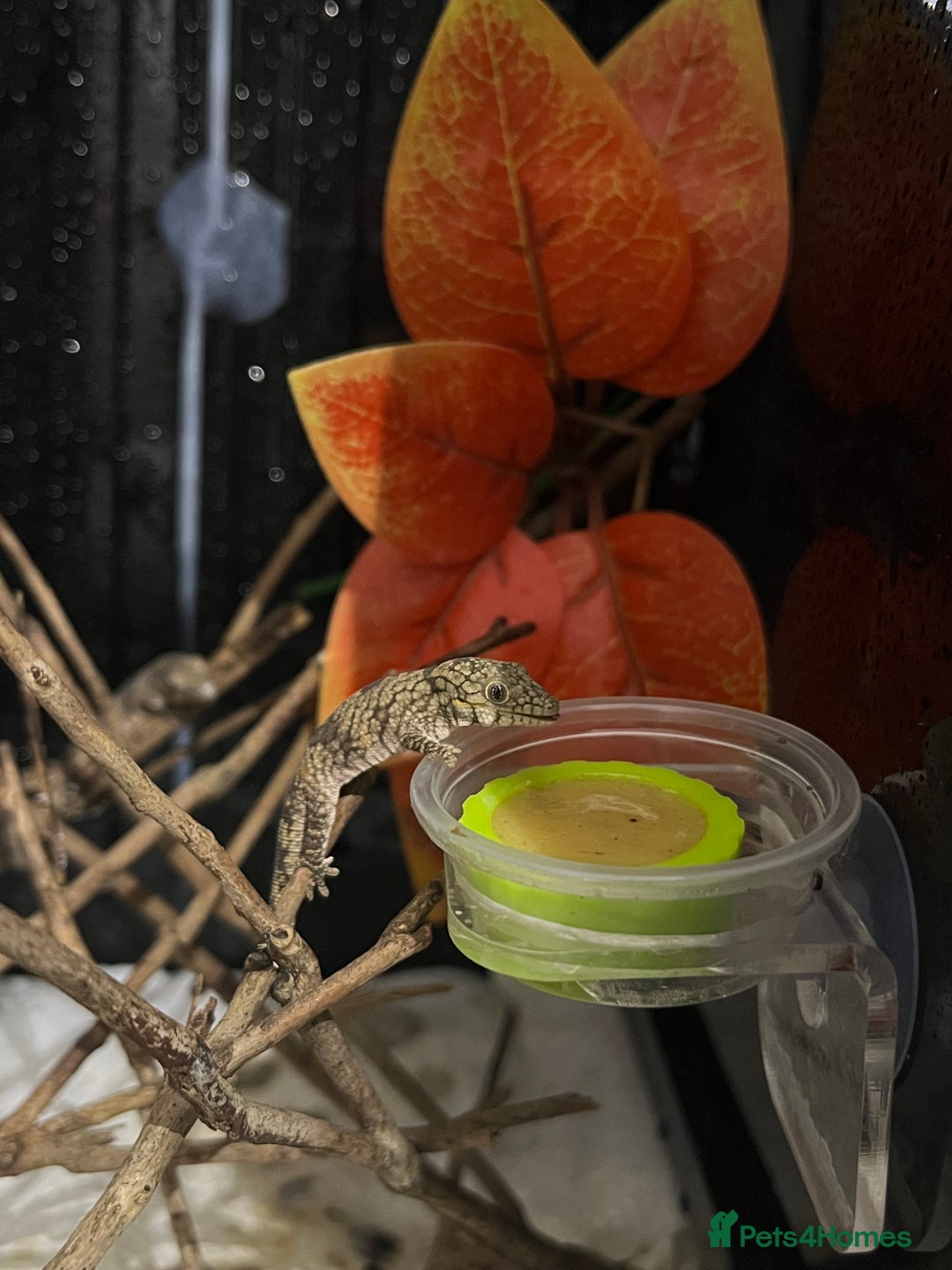Gecko reptiles for sale: Eurydactylode babies for sale (chameleon geckos) - Image 3