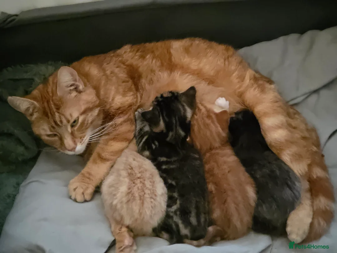 Mixed Breed cats for sale: Stunning male kitten - Advert 10