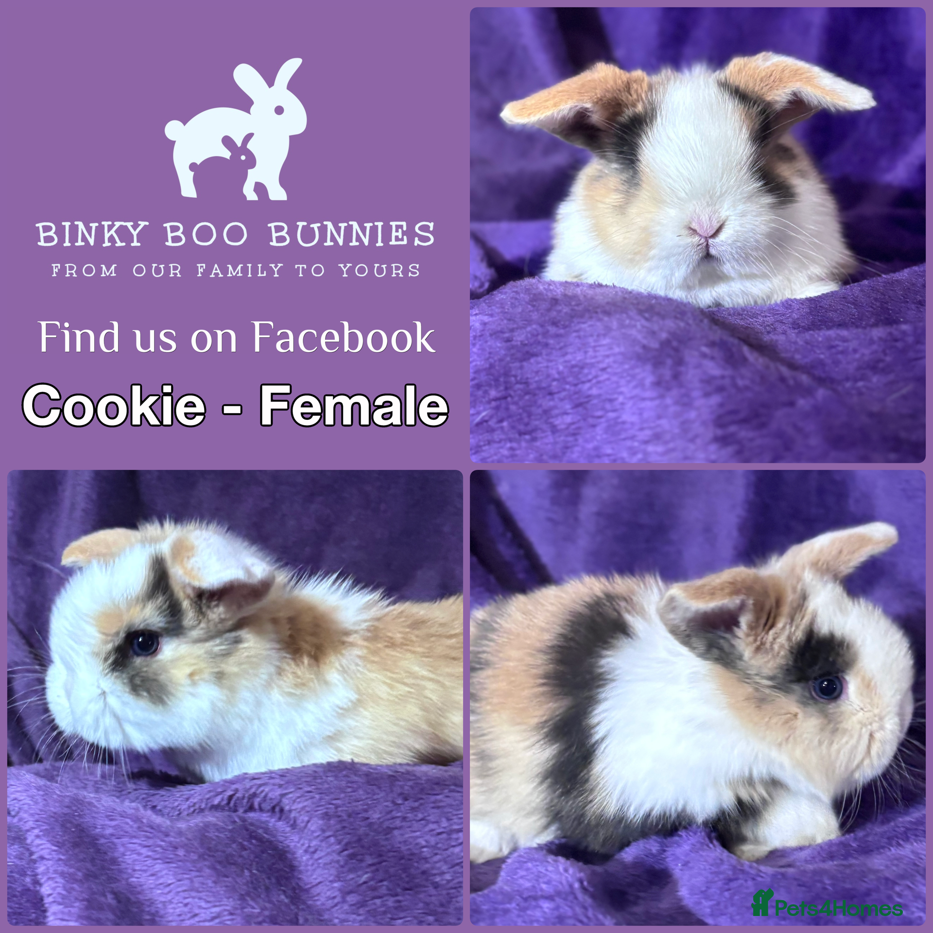 Mini Lop rabbits Mini Lop Baby Bunnies - Reserve now - Advert 1