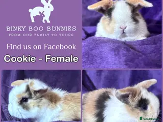 Mini Lop rabbits Mini Lop Baby Bunnies - Reserve now - Advert 1