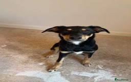 Mixed Breed dogs for sale: Loveable Huntaway to good home - Image 1
