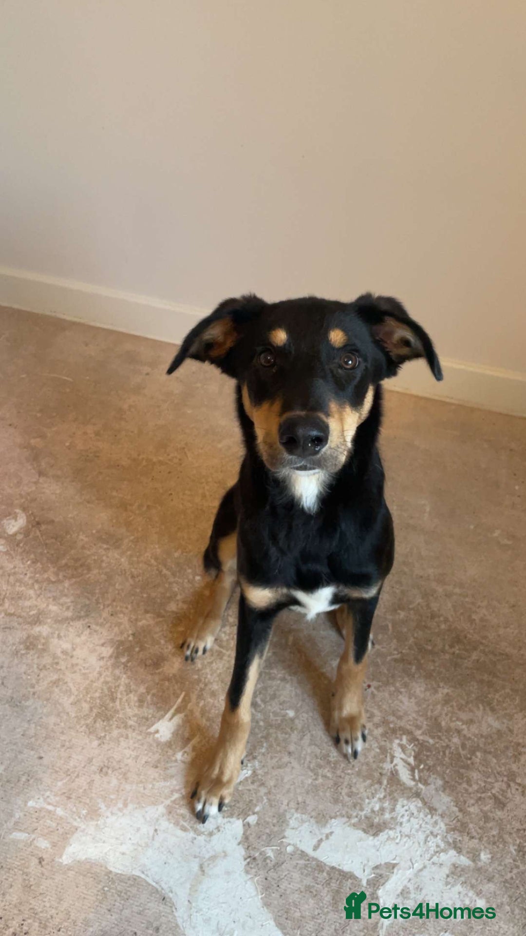 Mixed Breed dogs for sale: Loveable Huntaway to good home - Image 1