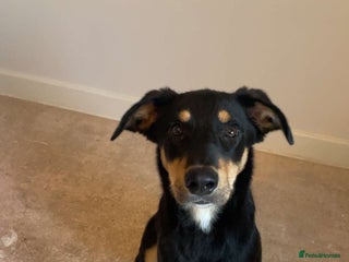 Mixed Breed dogs - Advert 8