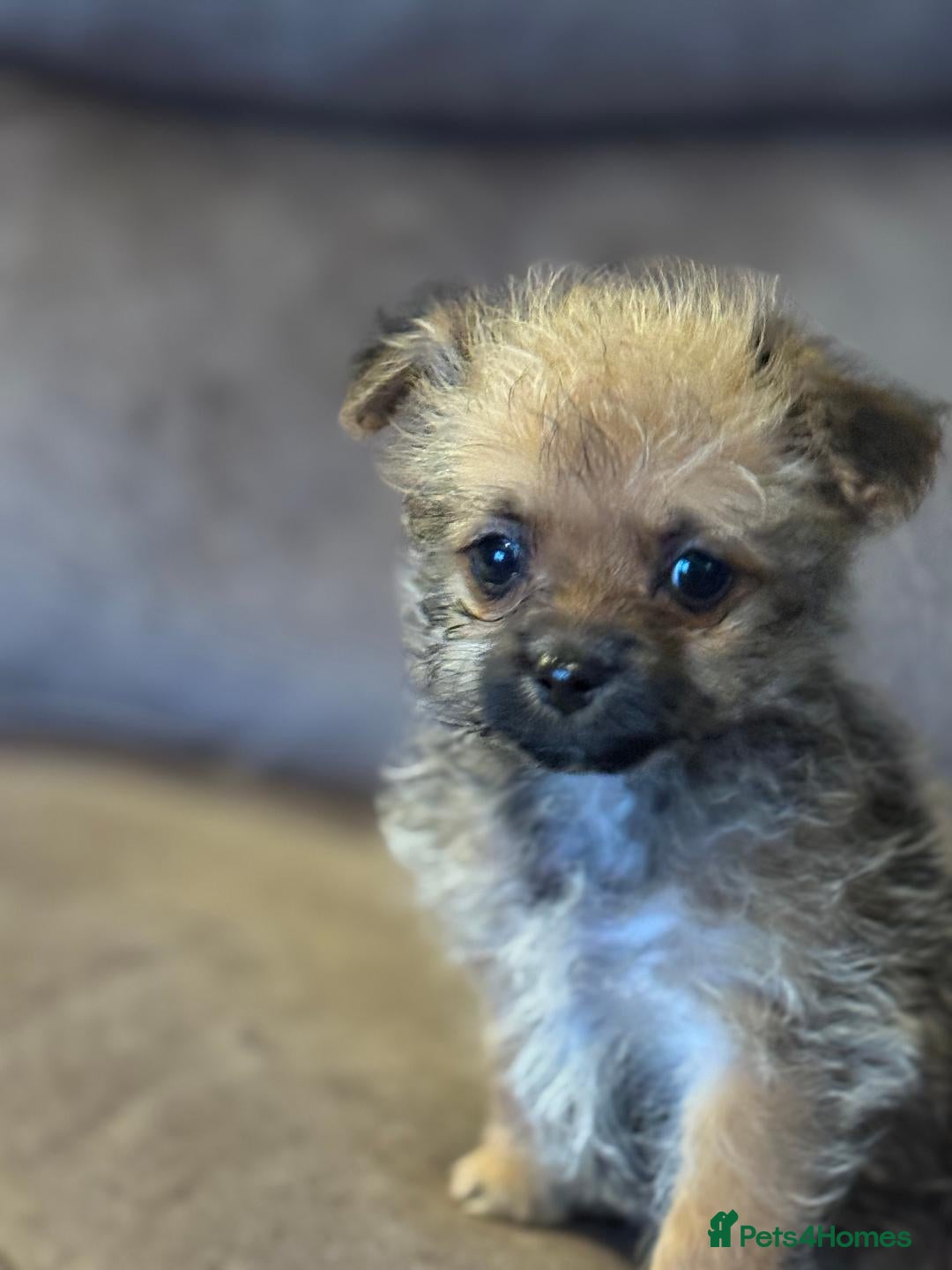 Pomapoo dogs 1 Beautiful, Friendly, Lovable little puppies for - Advert 1