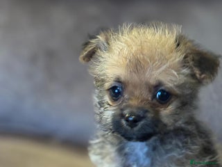 Pomapoo dogs 1 Beautiful, Friendly, Lovable little puppies for - Advert 4