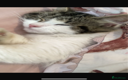 Siberian cats for sale: 1 female kitten  - Image 4