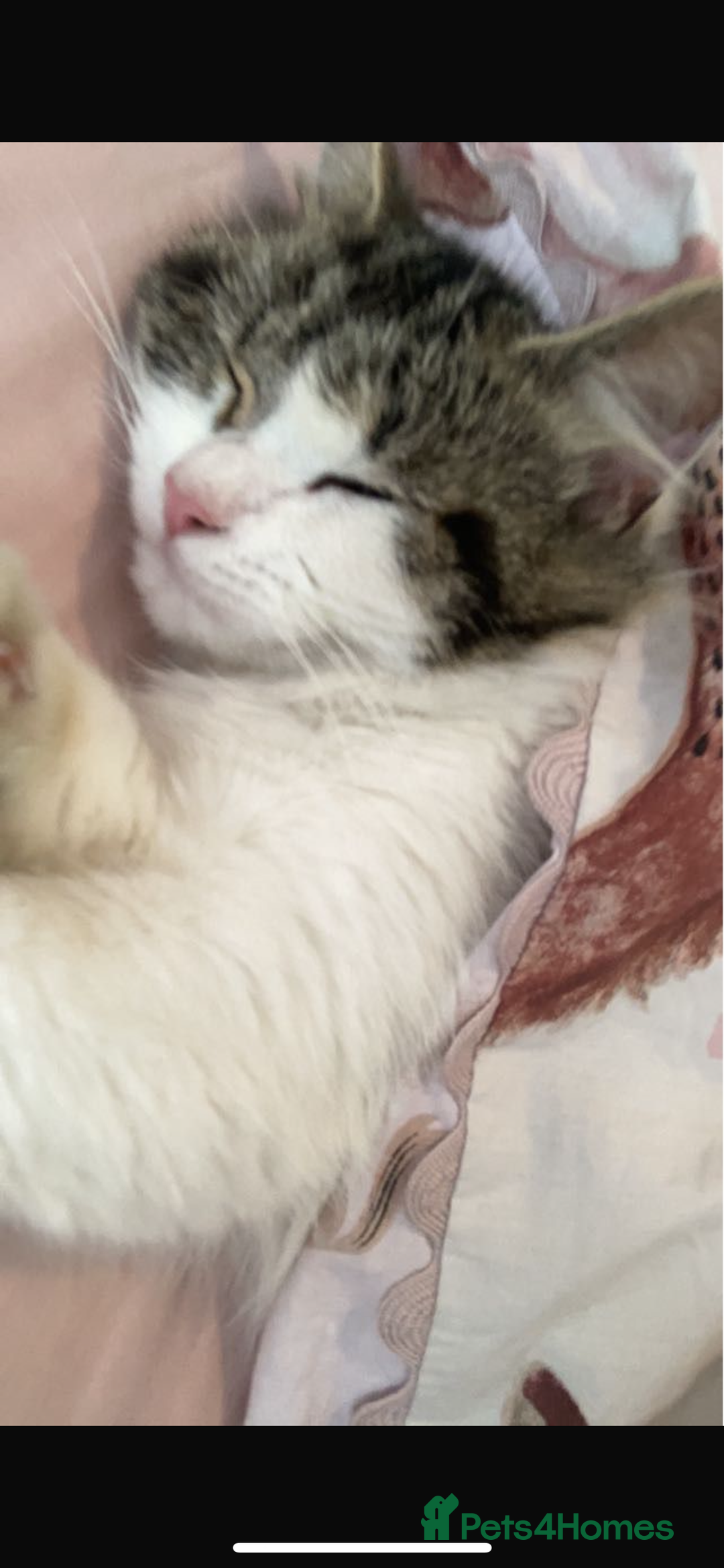 Siberian cats for sale: 1 female kitten  - Image 4