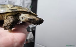 Tortoise reptiles for sale: 2 female horsfield tortoises  - Image 6