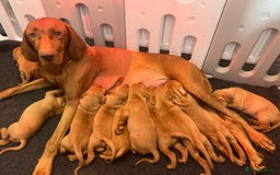 Hungarian Vizsla dogs for sale: Hungarian Vizsla puppies   - Image 29
