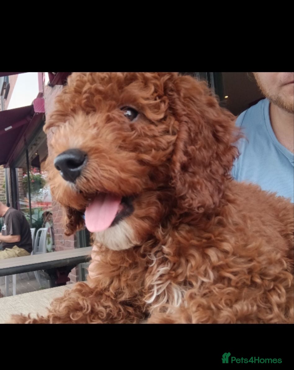 Cavapoo dogs fox red cavapoo - Advert 2