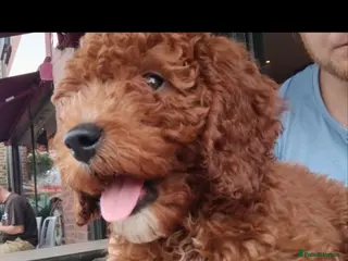 Cavapoo dogs fox red cavapoo - Advert 2