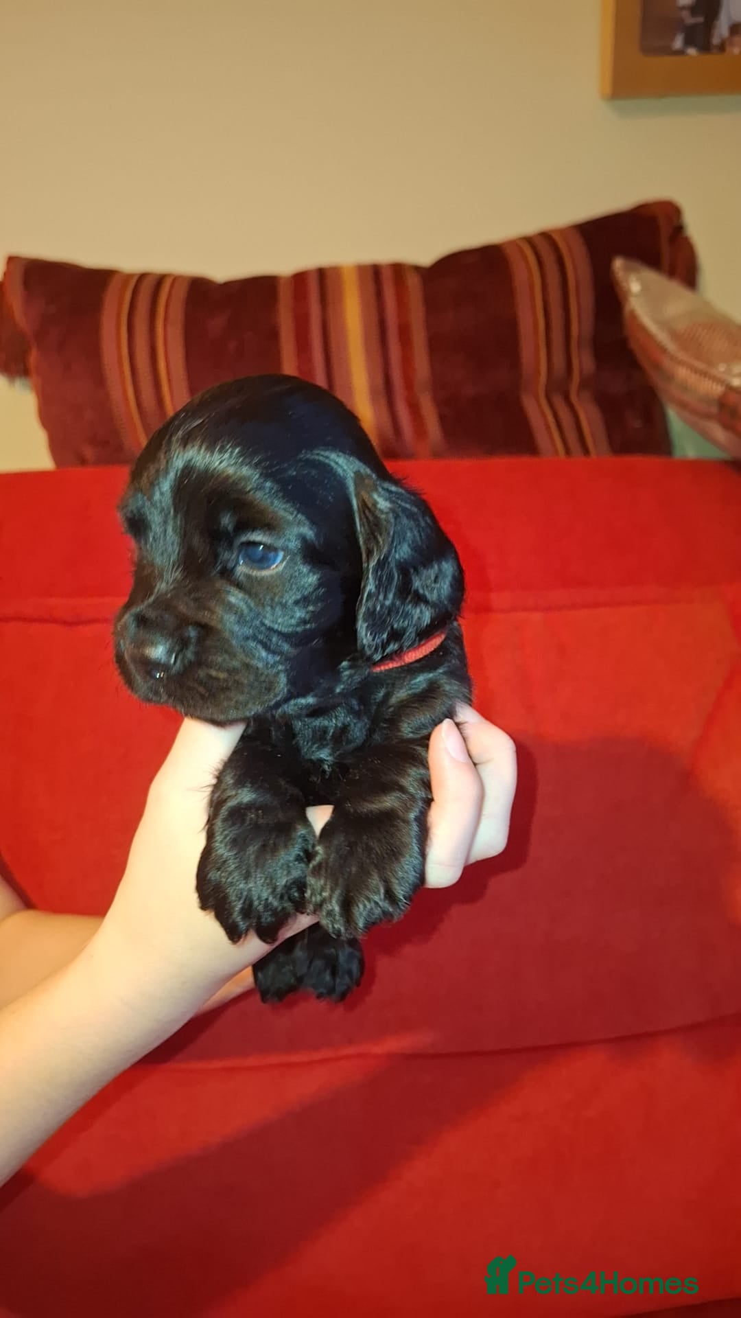 Cocker Spaniel dogs for sale: KC Registered Working Cocker Spaniel Puppies - Advert 7