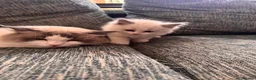 Ragdoll cats for sale: Bicolour ragdoll kittens and mum for sale - Advert 9