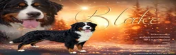 Bernedoodle dogs for sale: Quality licensed F1 Bernedoodles health tested - Advert 5