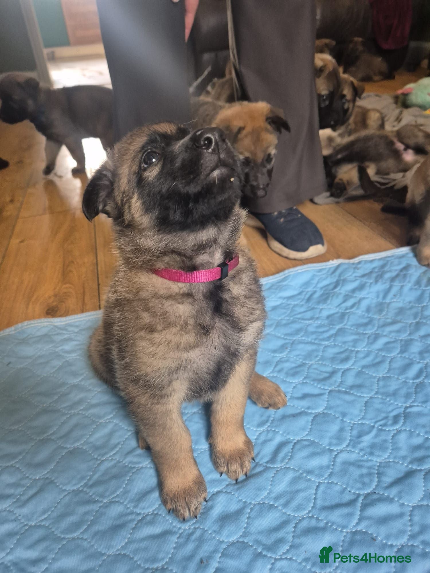 Mixed Breed dogs German shepherd x malinois  - Advert 2