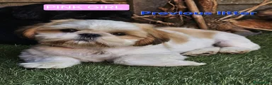 Shih Tzu Puppy 6