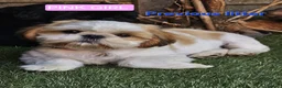 Shih Tzu dogs for sale: 🐶🐾EXCEPTIONAL PURE STANDARD SHIH TZU PUPPIES🐾🐶 - Advert 37