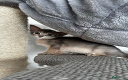 Abyssinian cats for sale: Abyssinian kittens  - Image 11