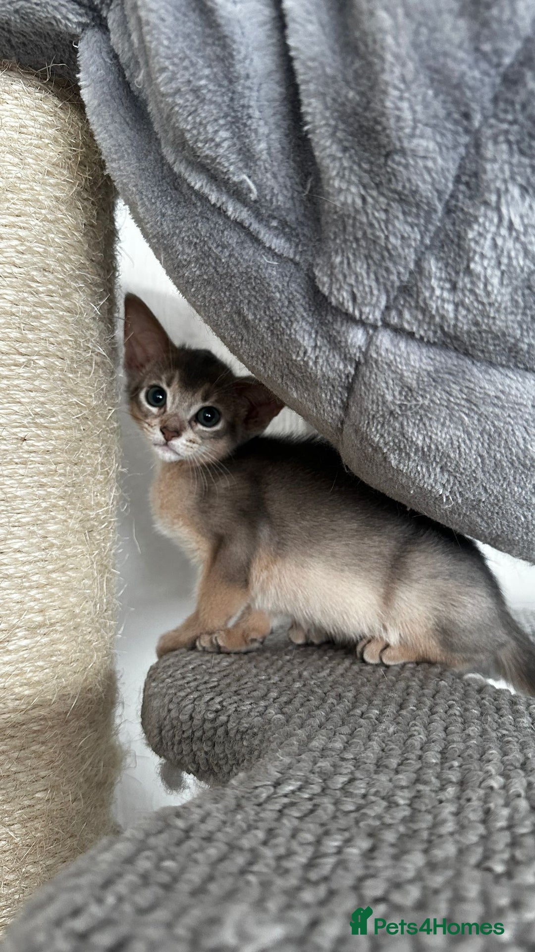 Abyssinian cats for sale: Abyssinian kittens  - Image 11