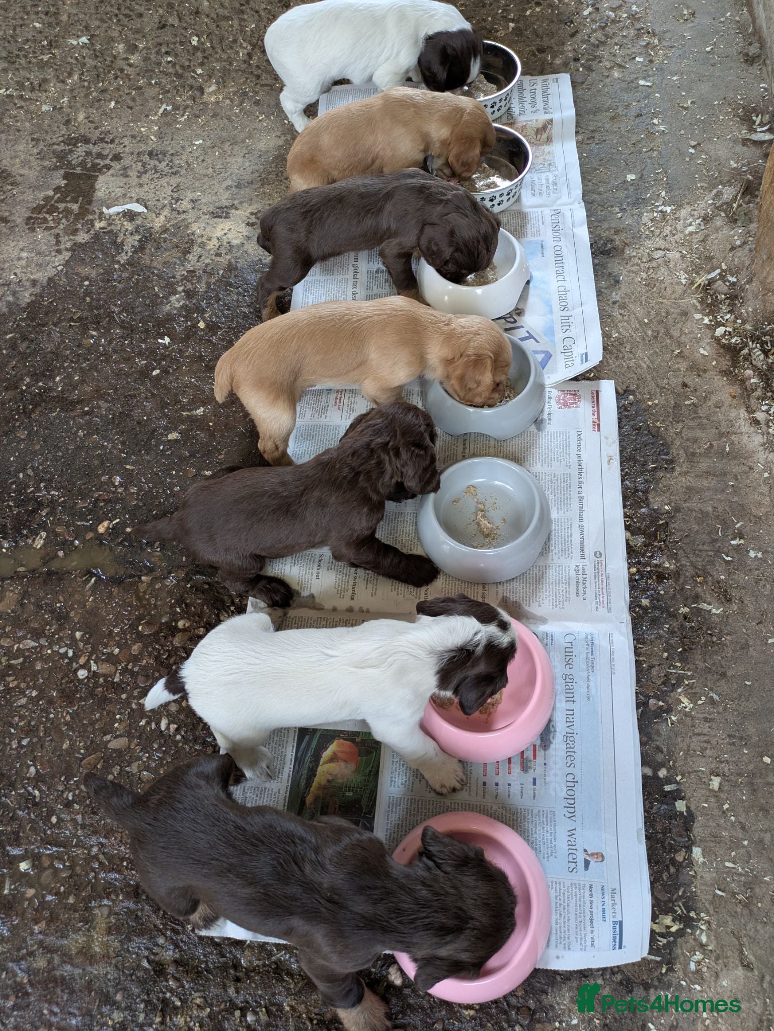 Cocker Spaniel dogs Outstanding Working Cocker Spaniel pups for sale - Advert 8
