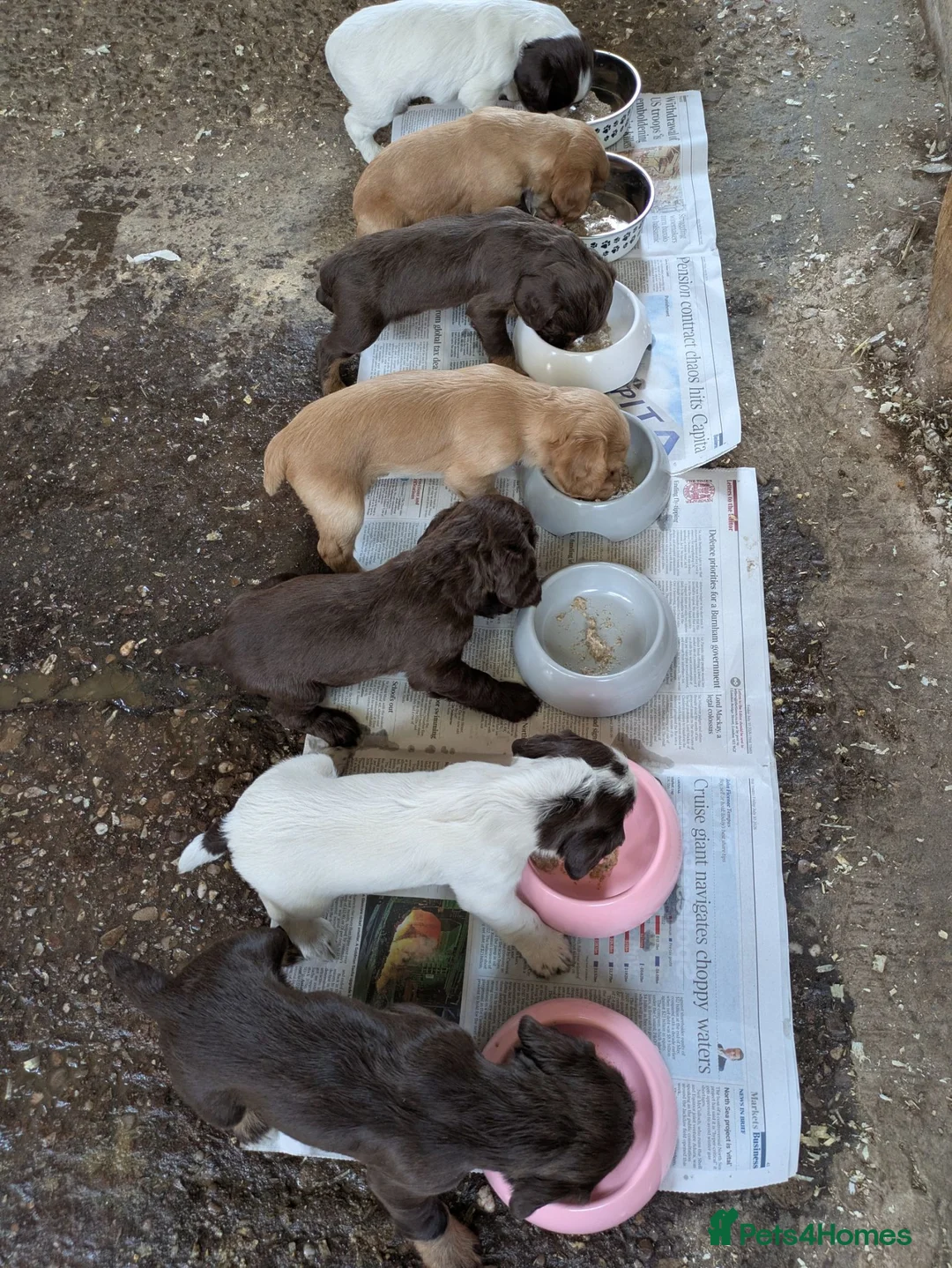 Cocker Spaniel dogs for sale: Outstanding Working Cocker Spaniel pups for sale in Stoke-on-Trent - Advert 1