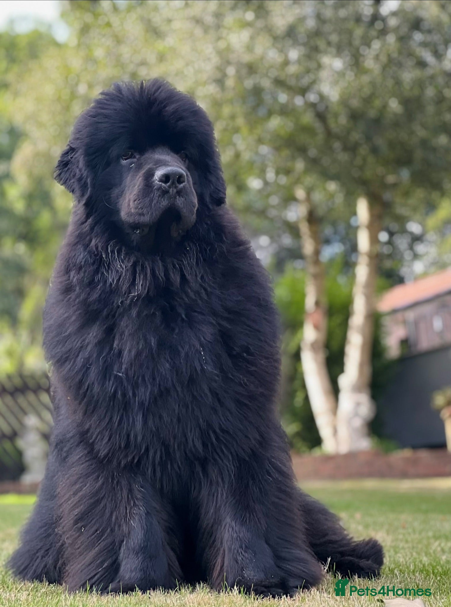 Newfoundland dogs Beautiful Newfoundland boy for stud  - Advert 3