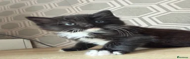 Mixed Breed Kitten 1