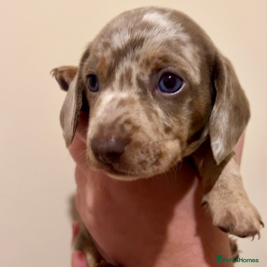 Miniature Dachshund dogs for sale: 🐾Beautiful kc mini dachshund pups ready 20 Dec🐾 - Advert 3