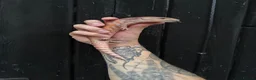 Skink reptiles for sale: Northern Blue Tongue Skink babies - Advert 4