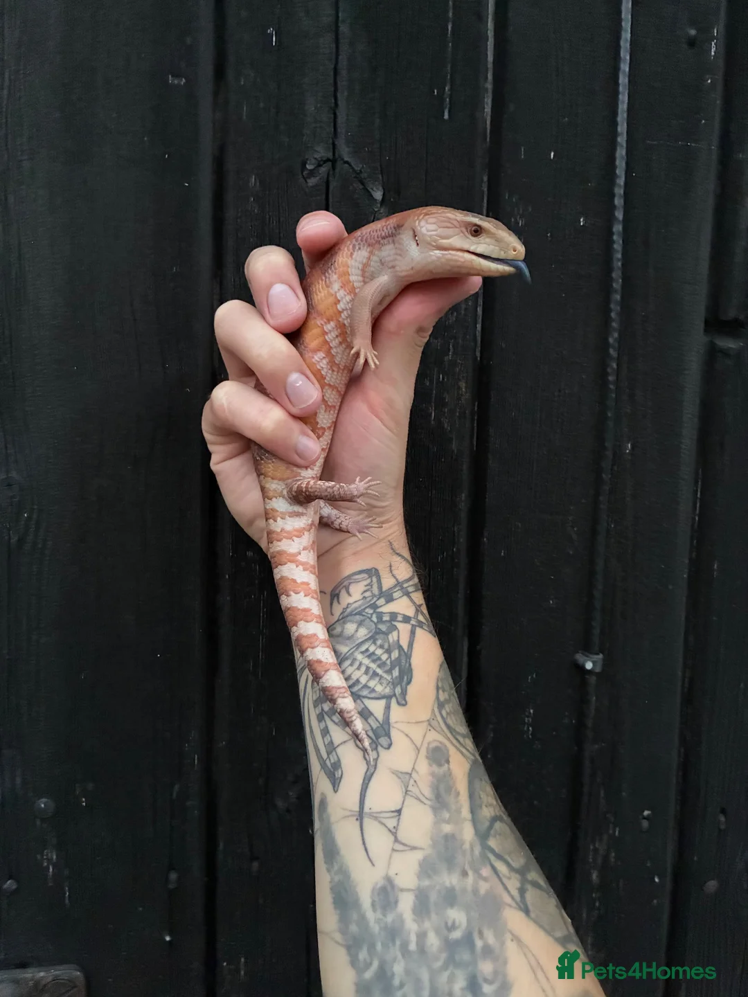 Skink reptiles for sale: Northern Blue Tongue Skink babies - Advert 4