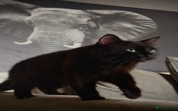 British Longhair cats for sale: Black female cat  - Image 3