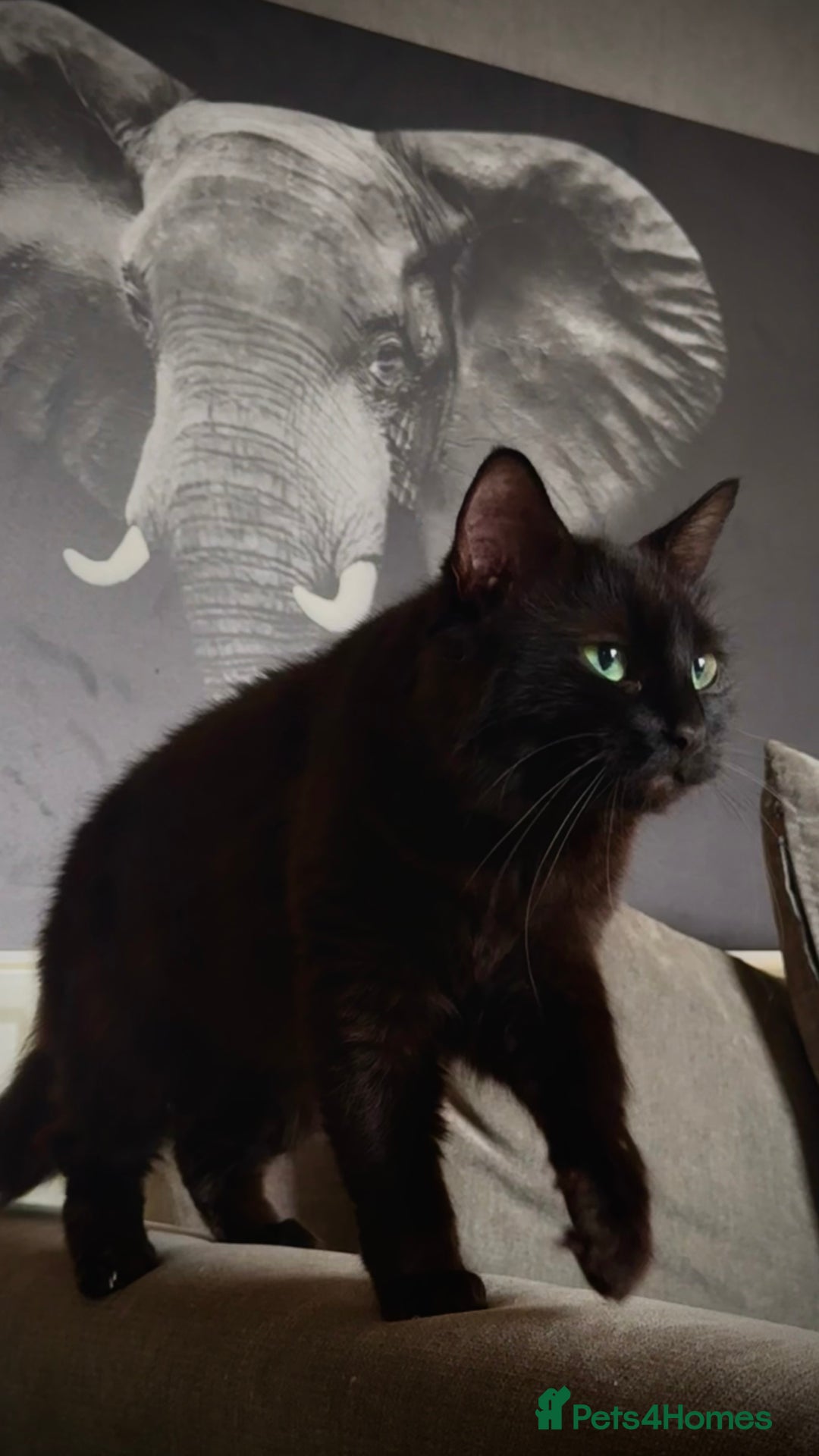 British Longhair cats for sale: Black female cat  - Image 3
