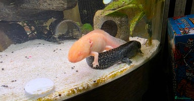 Axolotl reptiles - Advert 1