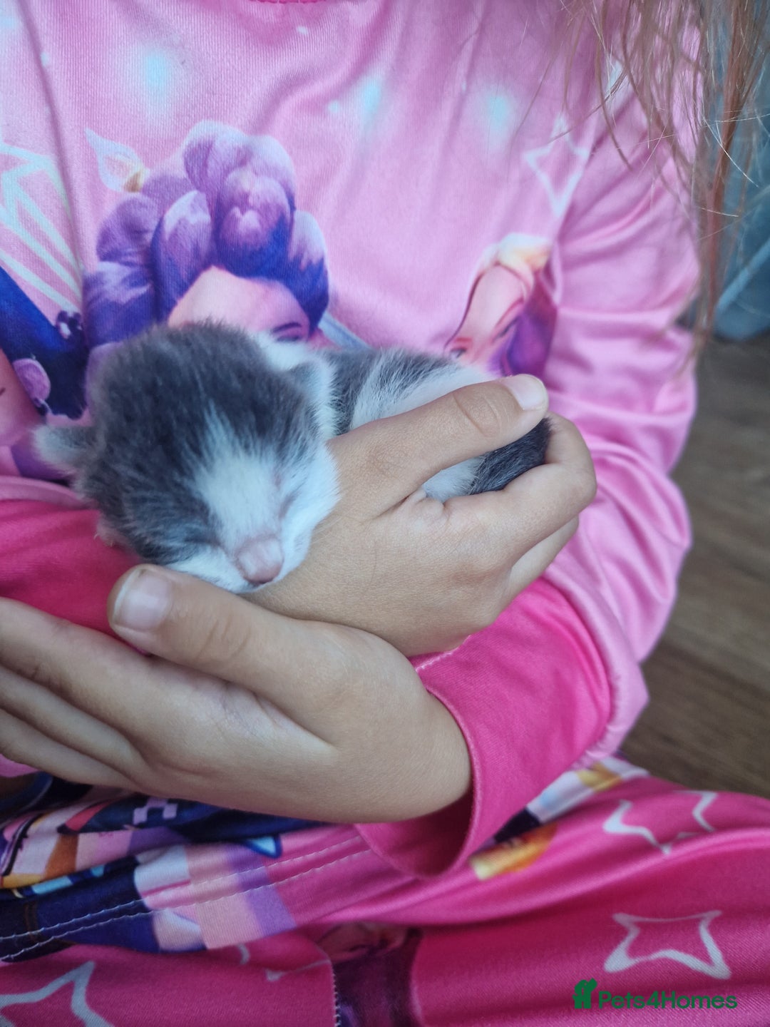 British Shorthair cats for sale: Ragdoll x British Shorthair - Image 3