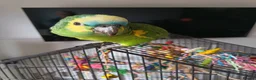 Parrots birds for sale: Blue fronted Amazon 8months - Advert 3