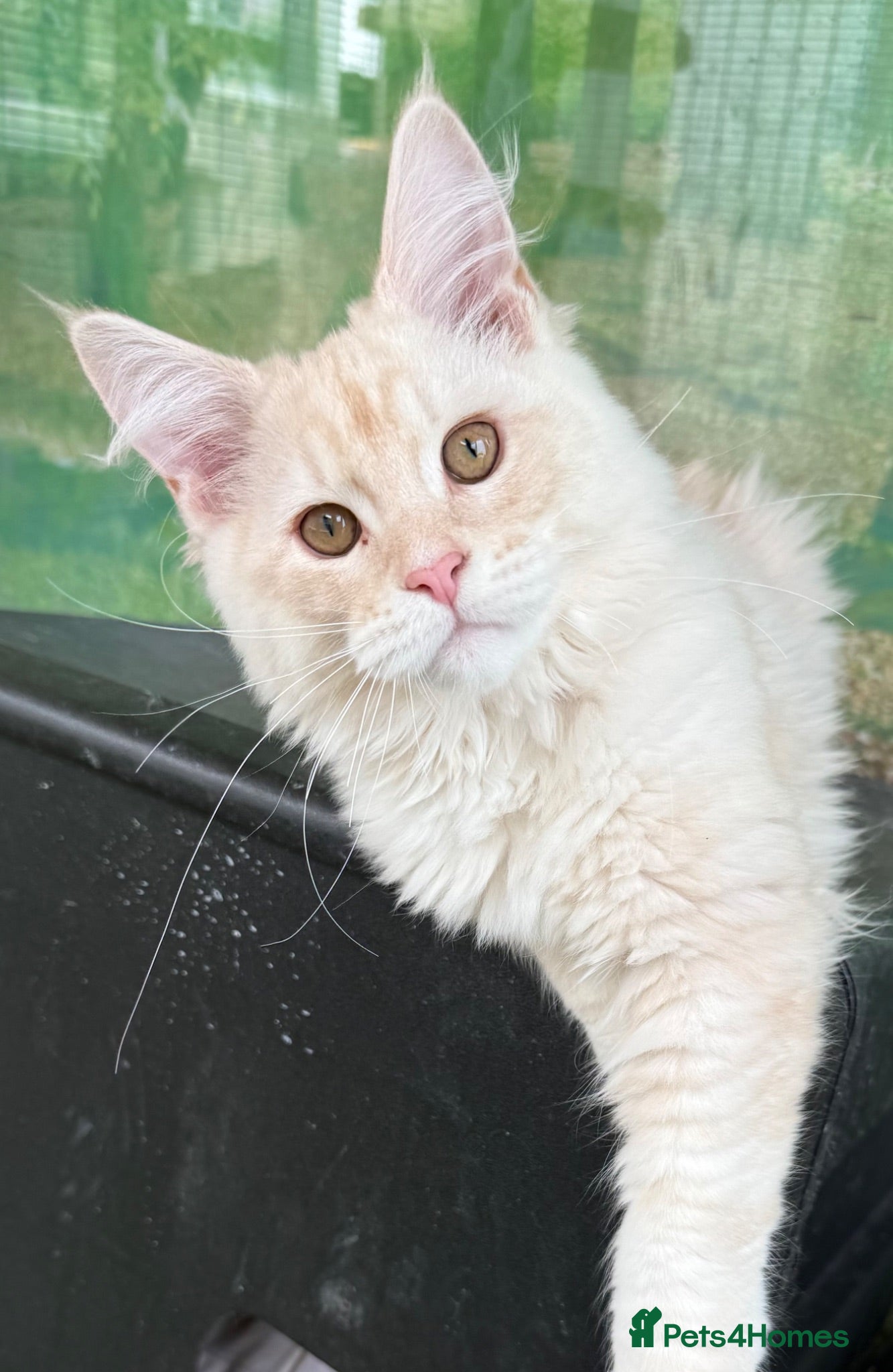Maine Coon cats READY TO LEAVE Tica registered Maine Coons  - Advert 2
