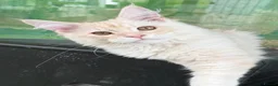 Maine Coon cats for sale: READY TO LEAVE Tica registered Maine Coons  - Advert 1
