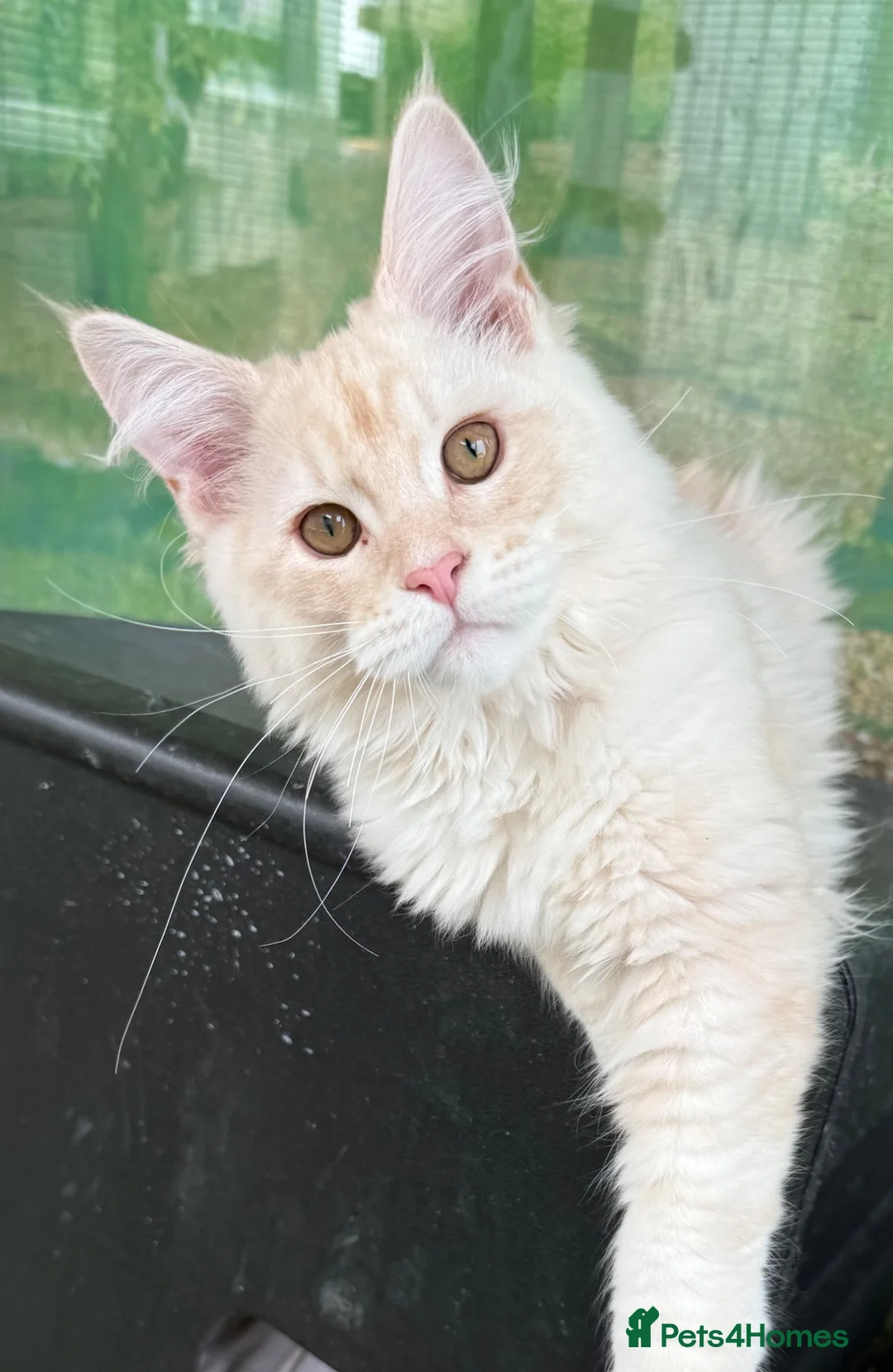 Maine Coon cats for sale: READY TO LEAVE Tica registered Maine Coons  - Advert 1