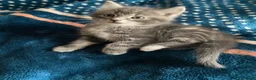 Mixed Breed cats for sale: Cutest Mixed Kittens! - Advert 3
