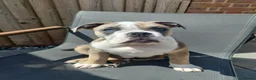 Mixed Breed dogs for sale: Stanley  - Advert 7